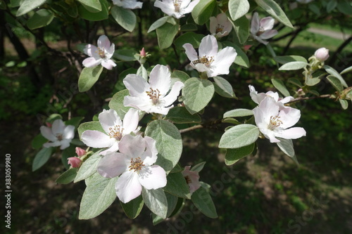 Five petaled white flowers of quince in May