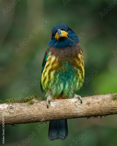 Portrait of a Great Barbet