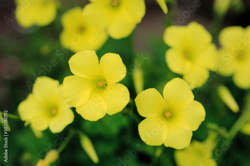 黄色い花 © Paylessimages
