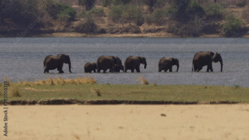 African Elephants in the Zambezi river African Elephants in the Zambezi river