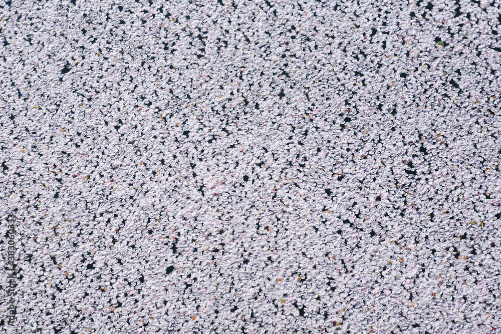 水面の桜の花びら 水面の桜の花びら