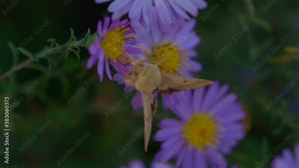 A moth on a flower pulled out a proboscis A moth on a flower pulled out a proboscis