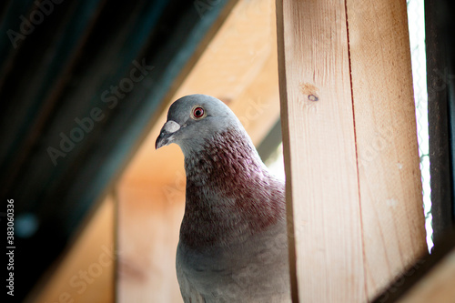 portrait of homing pigeon in home loft