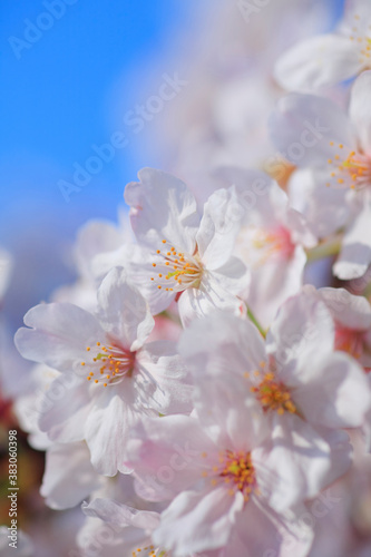 桜