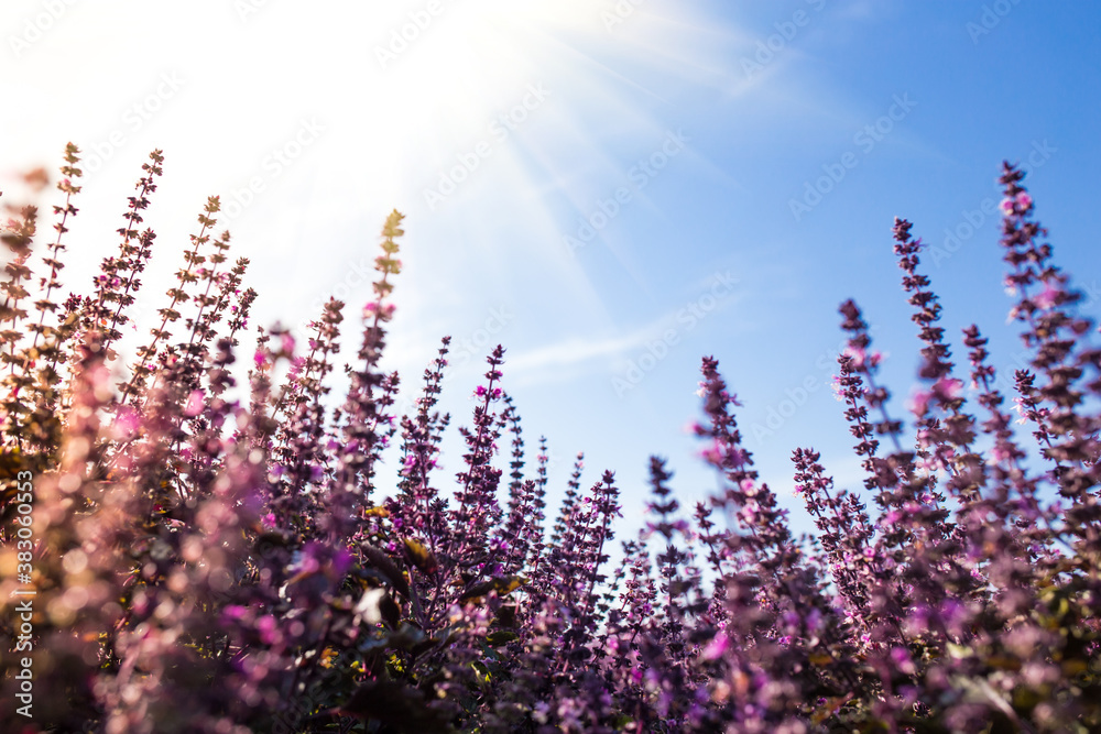 Naklejka premium Purple basil blooming. Field of basil with sun and blue sky on background.