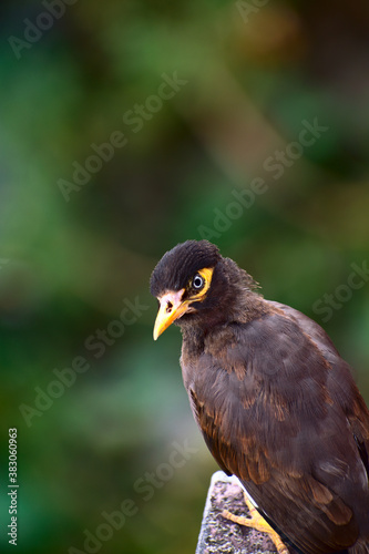 Indian common myna acridotheres tristis  resting on the roof edge