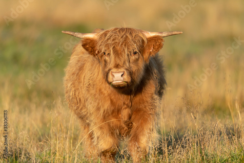 Quadro su tela The highland cow