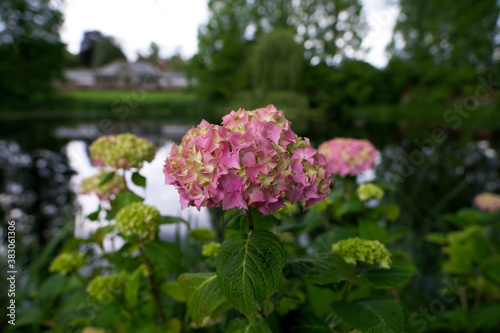 Wallpaper Mural pink Hydrangeas in flower by a pond  Torontodigital.ca