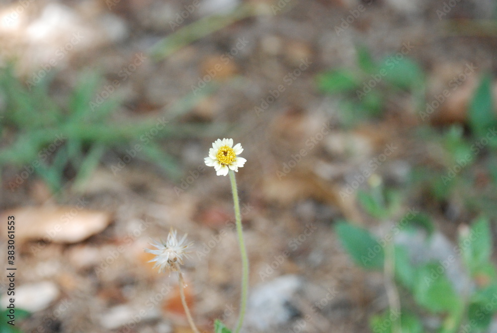 flowers in the garden