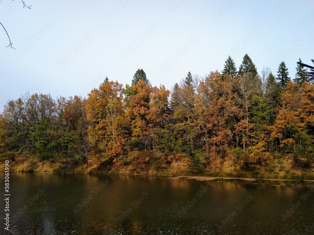 autumn in the forest