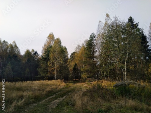 autumn forest