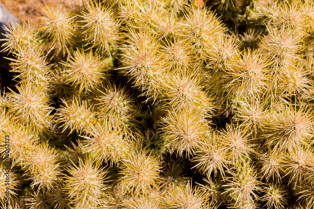 Spines of Jumping Cholla at The Bulldog Knolls, Beaver Dam National Conservation Area, Utah, USA Spines of Jumping Cholla at The Bulldog Knolls, Beaver Dam National Conservation Area, Utah, USA