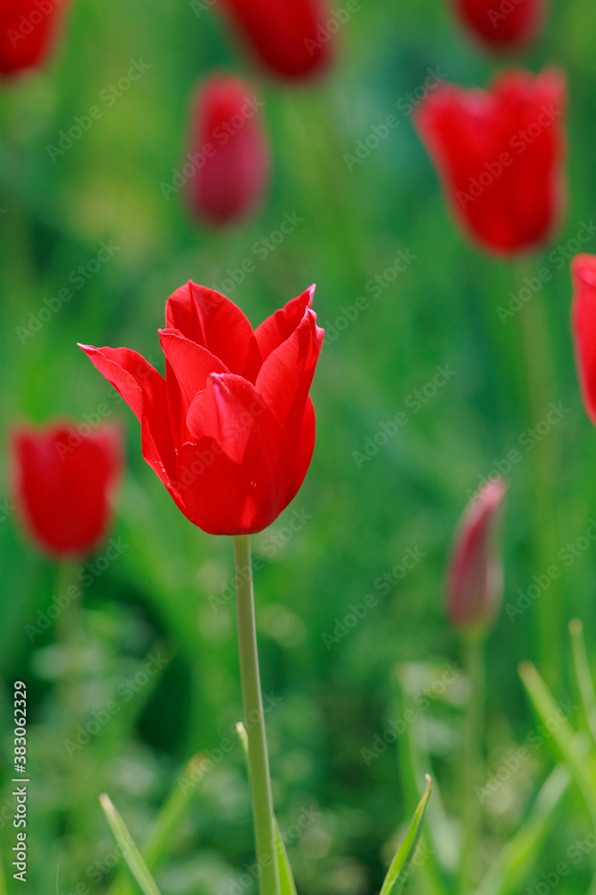 Obraz premium チューリップ