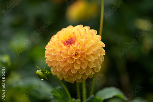 Yellow Dahlia Sunny Boy Pom Pom,