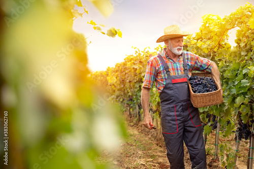 senior man standing  with basket full grape in the beautiful vineyard