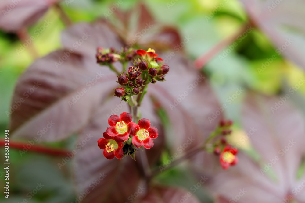 Bellyache bush or Jatropha gossypiifolia blooming on bunch and blur leaves bckground. Another name is Black physicnut, Cotton-leaf physicnut, Cotton-leaf Jatropha. Bellyache bush or Jatropha gossypiifolia blooming on bunch and blur leaves bckground. Another name is Black physicnut, Cotton-leaf physicnut, Cotton-leaf Jatropha.