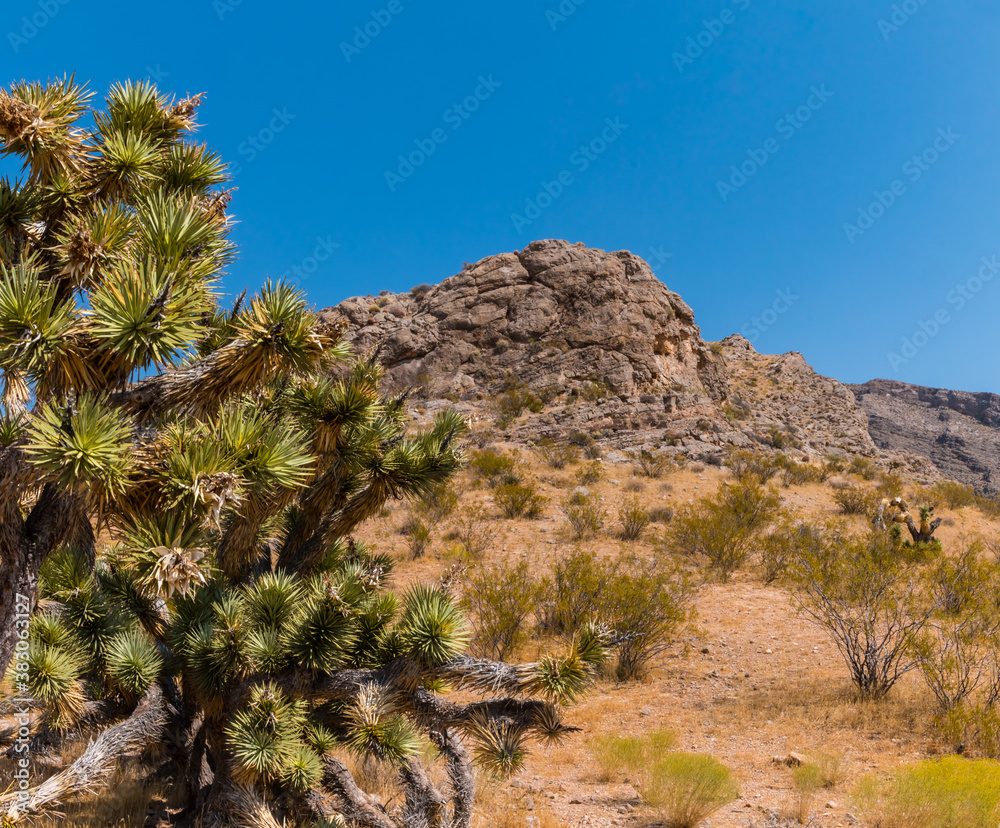 Yucca Trees and The Bulldog Knolls, Beaver Dam National Conservation Area, Utah USA Yucca Trees and The Bulldog Knolls, Beaver Dam National Conservation Area, Utah USA