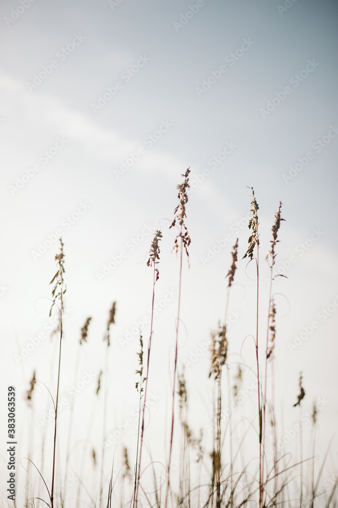 Sea Oats One Sea Oats One