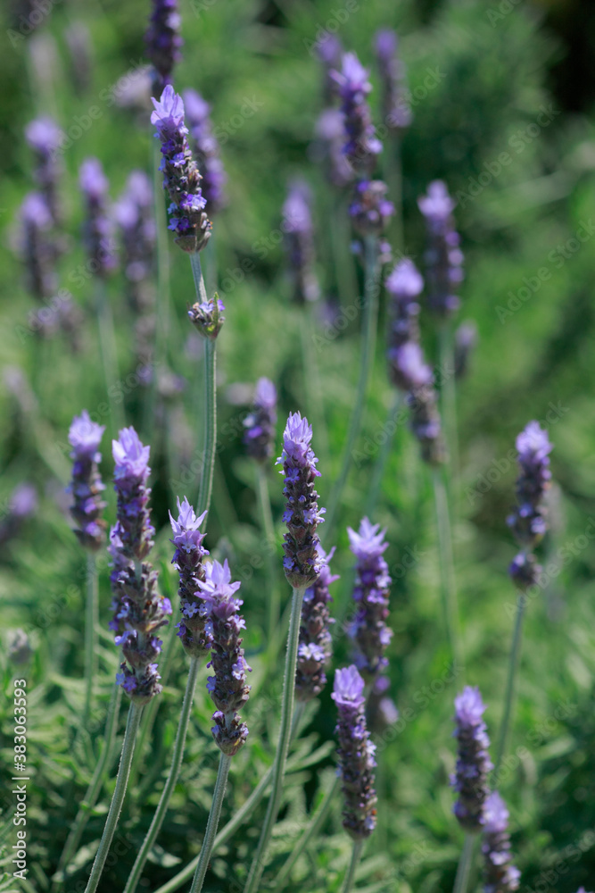 Obraz premium ラベンダー