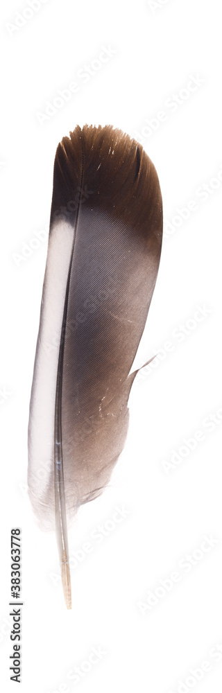 wood pigeon feather Columba palumbus on white background