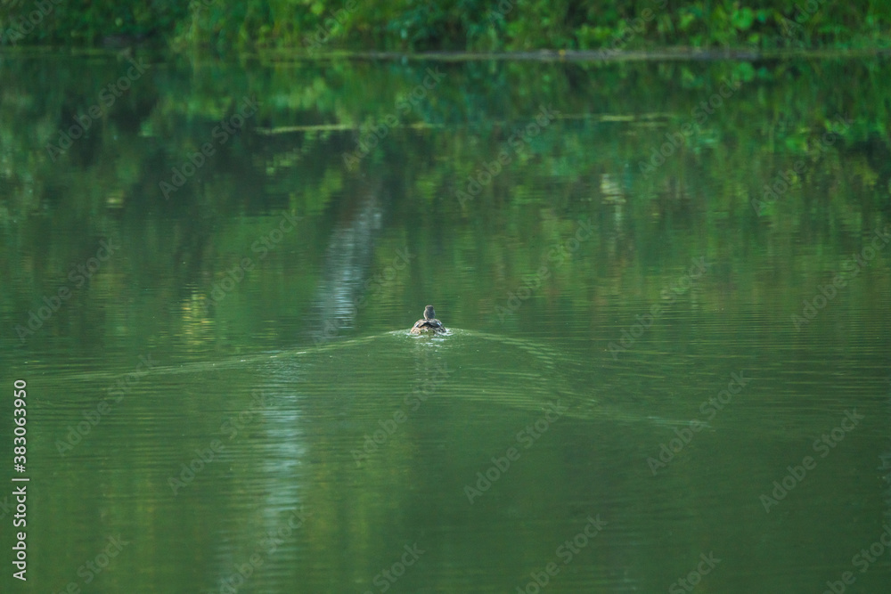 Wild ducks on a pond at summer morning. Selective focus. Wild ducks on a pond at summer morning. Selective focus.