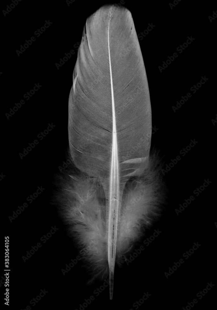 wood pigeon feather Columba palumbus on black background wood pigeon feather Columba palumbus on black background
