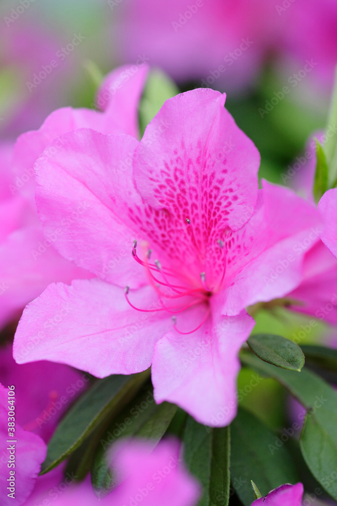 Fototapeta premium 花ツツジ