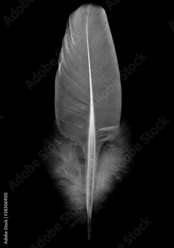 wood pigeon feather Columba palumbus on black background