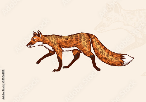 Fox with a fluffy tail. Forest animal or ginger beast. Vector Engraved hand drawn Vintage sketch for label or poster.