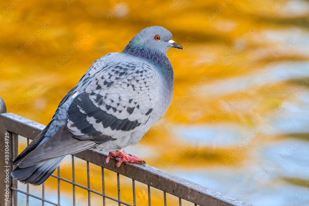 Fototapeta premium Rock Dove (Columba livia) in park, Moscow, Russia