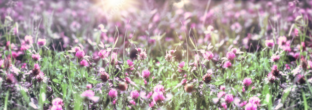 Obraz premium Flowering clover in meadow, clover in bloom, beautiful landscape
