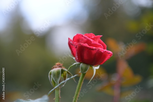rosa Rosen im Rosengarten und Regentropfen auf den Rosen