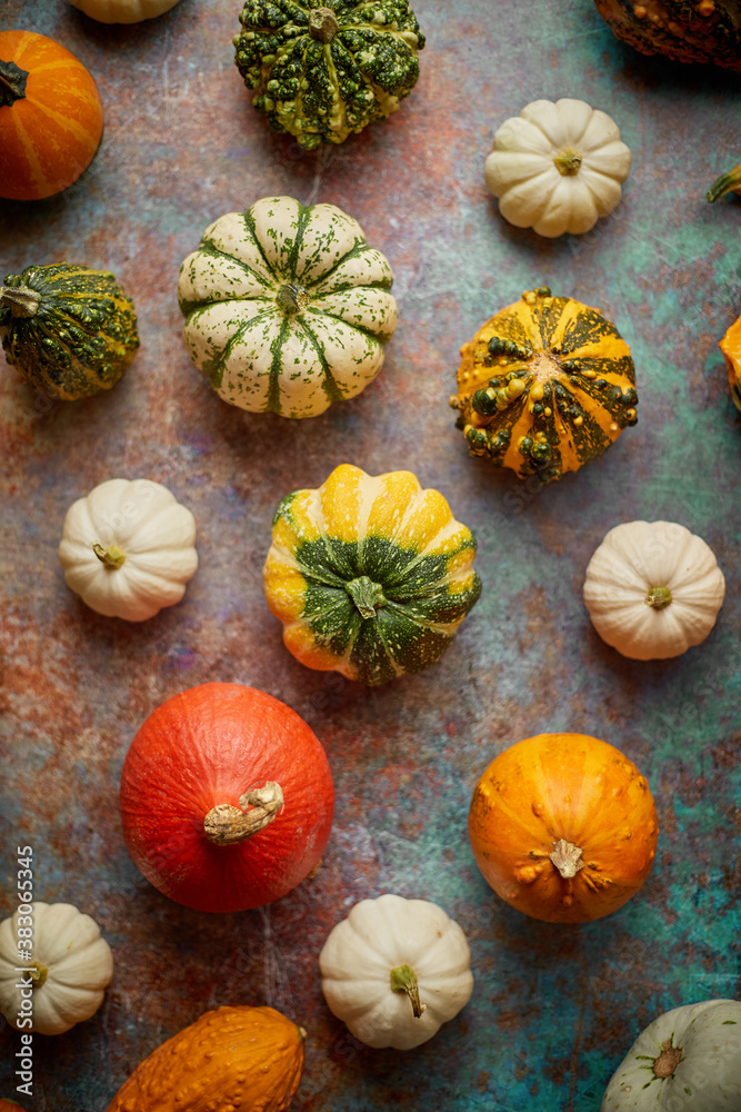 Various colorful mini pumpkins placed on rusty background Various colorful mini pumpkins placed on rusty background