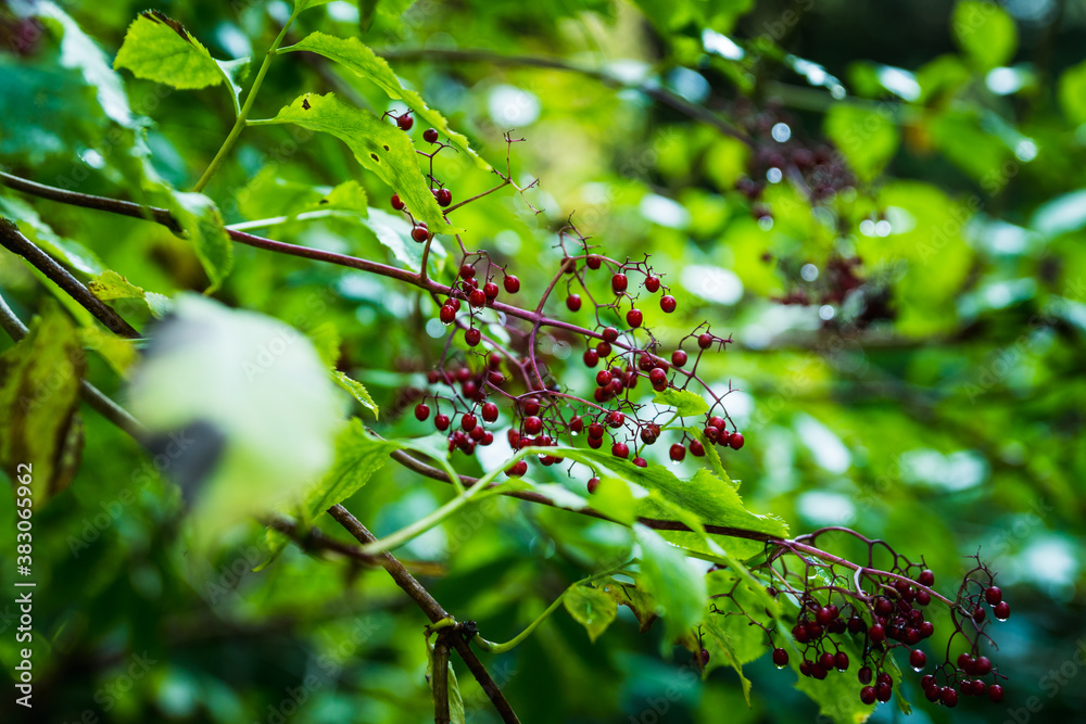 Beautiful bunches of elderberries in the green summer forest. Selective focus. Shallow depth of field.