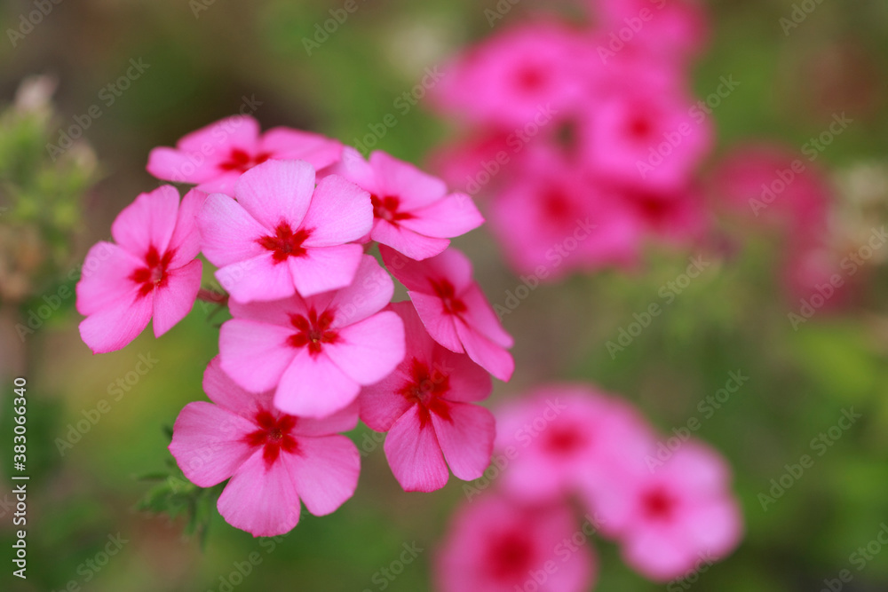 ピンクの花 ピンクの花