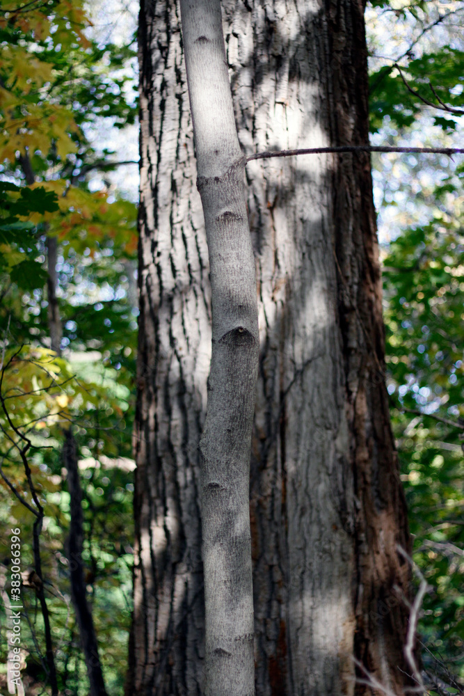 un nouvel arbre dans une forêt mature