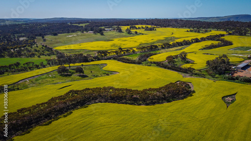 Canola Fields in York Western Australia