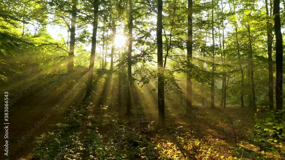 Beautiful sunny morning in the forest Beautiful sunny morning in the forest