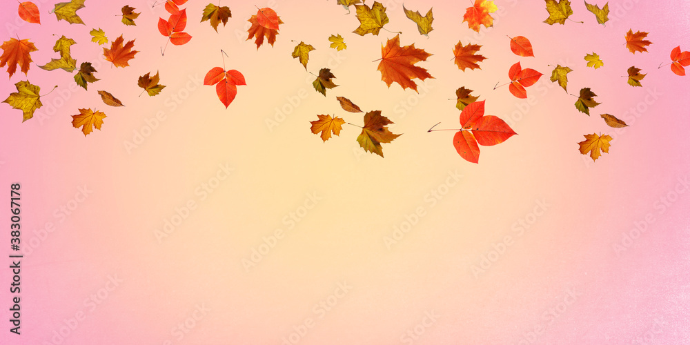 custom made wallpaper toronto digitalFalling autumn leaves natural colour background