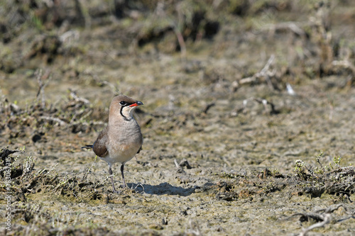 Rotflügel-Brachschwalbe (Glareola pratincola), Griechenland // Collared pratincole from Greece photo