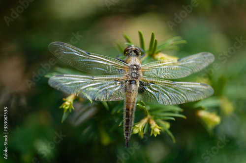 Cuadro en lienzo Libelle auf Pflanze