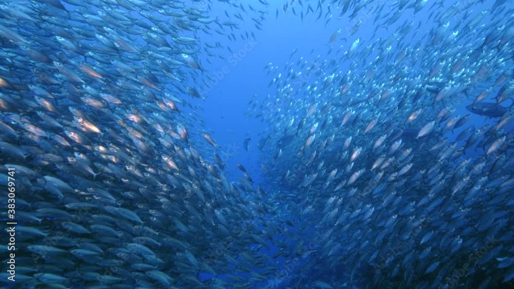 Blue Runner in bait ball / school of fish in turquoise water of coral reef in Caribbean Sea / Curacao Blue Runner in bait ball / school of fish in turquoise water of coral reef in Caribbean Sea / Curacao
