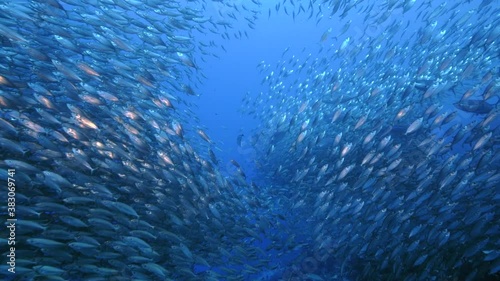 Blue Runner in bait ball / school of fish in turquoise water of coral reef in Caribbean Sea / Curacao