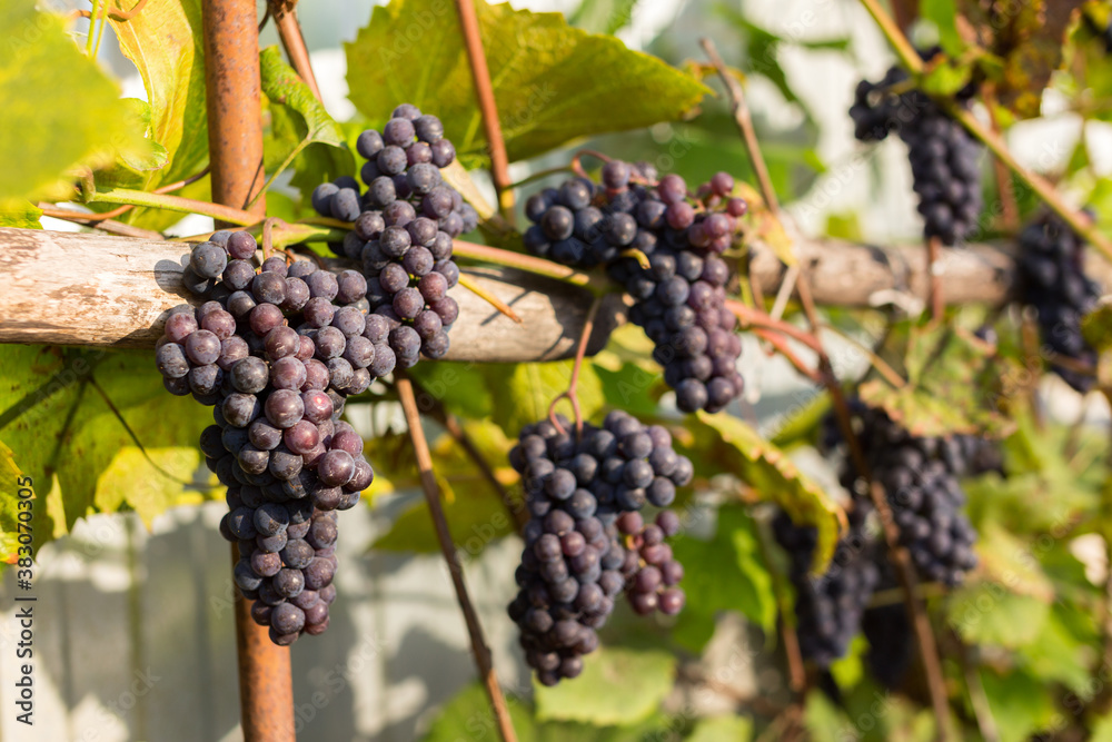 Natural background where focus is soft. Macro shot.  Autumn harvest. Grapes.