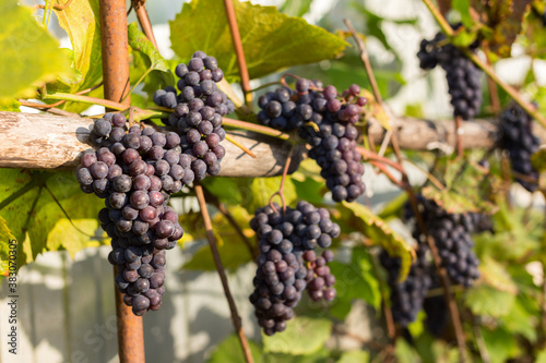 Natural background where focus is soft. Macro shot. Autumn harvest. Grapes.