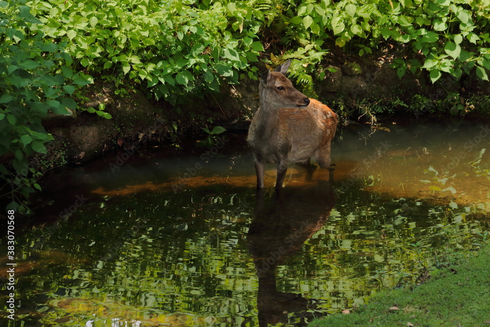 Obraz premium The deer which are in Nara Park