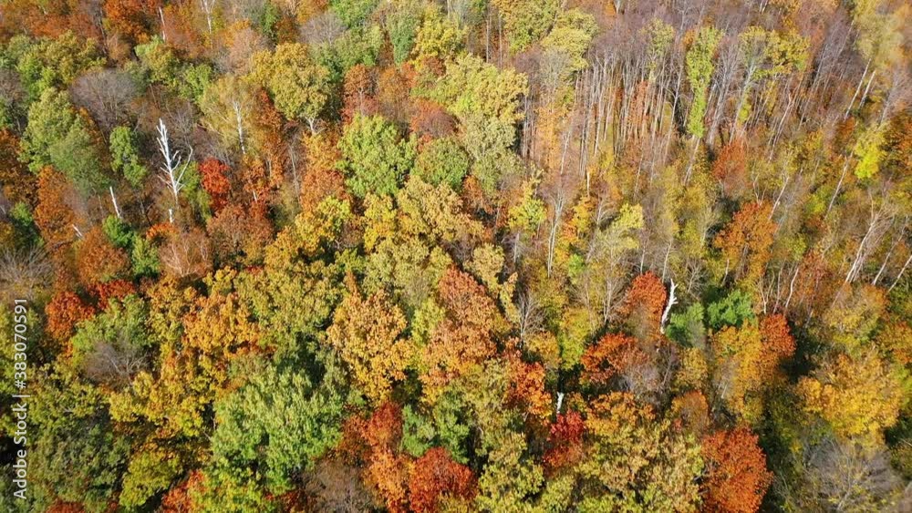 Aerial video of a flight over the tops of colorful trees in the autumn forest during leaf fall on a bright Sunny day Aerial video of a flight over the tops of colorful trees in the autumn forest during leaf fall on a bright Sunny day