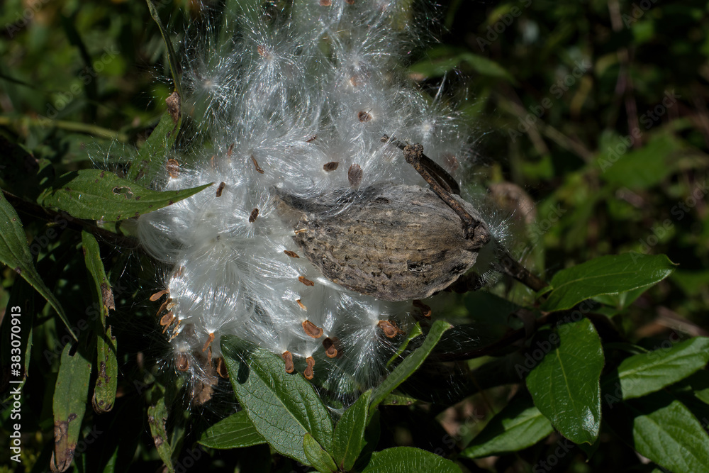 Milkweed seeds and silk on bright autumn day. Milkweed or Asclepias is