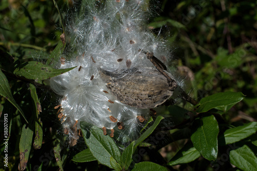 Milkweed seeds and silk on bright autumn day. Milkweed or Asclepias is a genus of herbaceous perennial flowering plants named for their latex, or milky substance and attract Monarch butterflies. photo