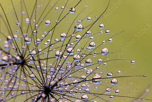 water drops on dandelion